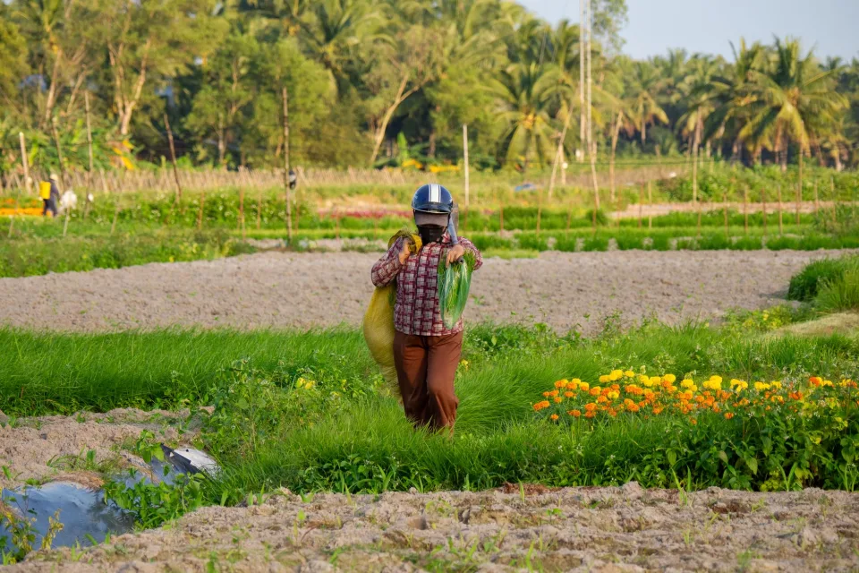 Vườn rau của Trương Công Bình